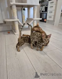 Фото №1. бенгальская - купить в Брюль за 32468₽. Объявление №153367