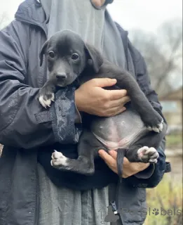 Фото №1.  - купить в Москве реке за 1₽. Объявление №159074