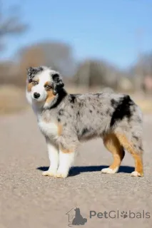 Фото №2 к объявлению №161353 о продаже австралийскую овчарку - купить в Финляндии частное объявление