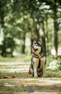 Фото №3. Канзи ищет дом. В добрые руки..  Россия