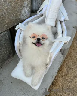 Фото №2 к объявлению №166384 о продаже померанского шпица - купить в США заводчик