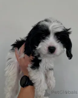 Фото №1. кинг-чарльз-спаниель - купить в Танделе за договорная. Объявление №158450