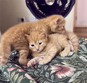 Фото №1. британская короткошёрстная - купить в Горные хребты за 32468₽. Объявление №153366