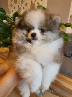 Фото №1. померанский шпиц - купить в Аурих за договорная. Объявление №166156