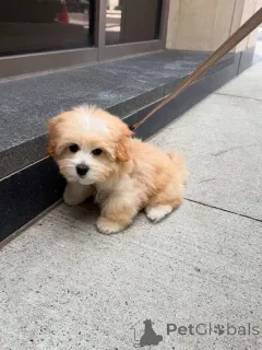 Фото №2 к объявлению №161562 о продаже  - купить в США 