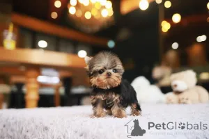 Фото №3. Дом декана Джанет Кей.  США