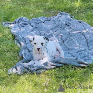 Фото №3. Щенки мужского и женского пола готовы к переезду..  Германия