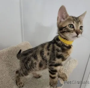 Фото №3. Бенгальские котята Дедигри уже готовы... Бизнес WhatsApp447400576553. Финляндия