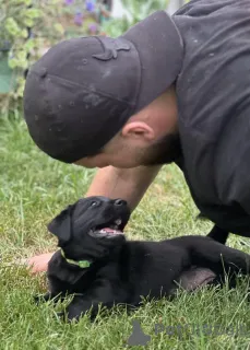 Фото №2 к объявлению №146093 о продаже лабрадор-ретривера - купить в США частное объявление, из питомника, из приюта, заводчик