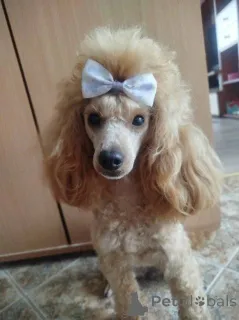 Дополнительные фото: Щенки той-пуделя абрикосового окраса