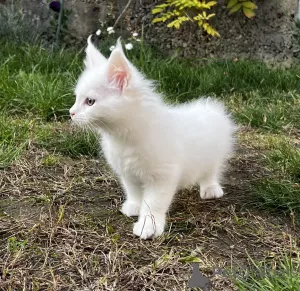 Дополнительные фото: Котенок Мейн Кун