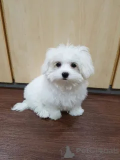 Фото №3. Szczeniętamaltańczyka Teacup do adopcji.  Польша