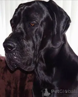 Фото №3. Дойче Догге Вельпен.  Сербия