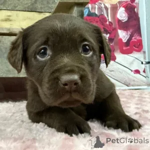 Фото №2 к объявлению №163937 о продаже лабрадор-ретривера - купить в Великобритании частное объявление