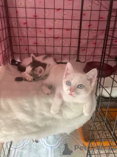 Фото №4. Продам  в Москве реке  - цена Бесплатно