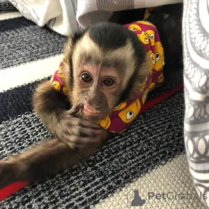 Фото №4. Продажа  в Ковентри  - цена договорная