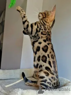 Фото №3. Элегантному, любящему и невероятно красивому очарованию Налы невозможно устоять.. Швеция