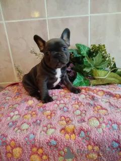 Фото №2 к объявлению №160523 о продаже французского бульдога - купить в Беларуси частное объявление