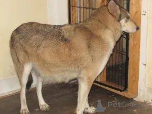 Фото №2 к объявлению №146695 о продаже немецкую овчарку - купить в США заводчик