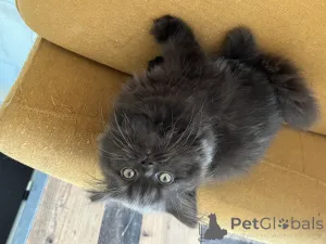 Фото №1. британская длинношёрстная - купить в Люксембург за Бесплатно. Объявление №155088