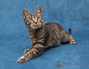 Фото №3. Ласковый и нежный малыш Тигрик ищет дом и любящее сердце. Россия