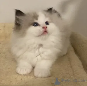 Фото №4. Продам рэгдолла в Тернион заводчик - цена 27830₽