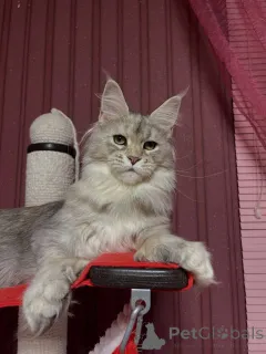 Дополнительные фото: Мейн-кун