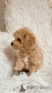 Фото №1. мальтипу - купить в Св. Галети за договорная. Объявление №154870