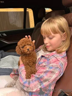 Фото №2 к объявлению №154263 о продаже пуделя (королевского) - купить в США заводчик