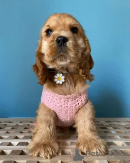 Фото №1. английский спрингер-спаниель - купить в Зальцбург за договорная. Объявление №164302