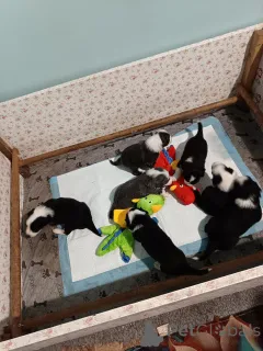 Фото №2 к объявлению №146022 о продаже бородатого колли - купить в Франции заводчик