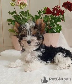 Дополнительные фото: Бродяга