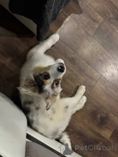 Фото №4. Продажа австралийскую овчарку в Минске частное объявление, из питомника, заводчик - цена 98565₽