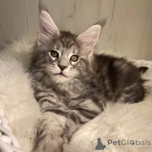 Дополнительные фото: Мейн-кун