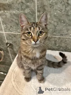 Дополнительные фото: Очаровательная кошечка-подросток Аглая ищет дом