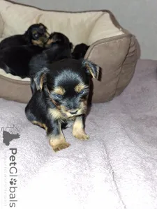 Дополнительные фото: Чистокровные щенки Йоркширского Терьера.