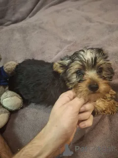 Дополнительные фото: Девочка Йоркширского Терьера