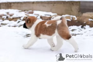 Дополнительные фото: Puppy American Akita