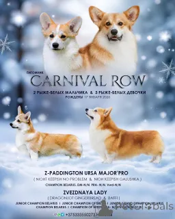 Фото №3. щенки вельш корги пемброк.  Беларусь