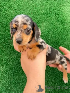 Фото №2 к объявлению №163622 о продаже таксу - купить в Финляндии частное объявление, из приюта