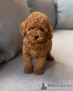 Фото №2 к объявлению №150828 о продаже пуделя (той) - купить в Германии заводчик