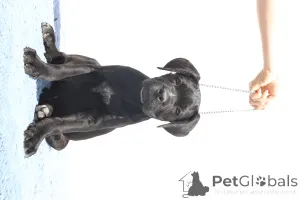 Фото №4. Продажа кане-корсо в Buzău заводчик - цена 185534₽