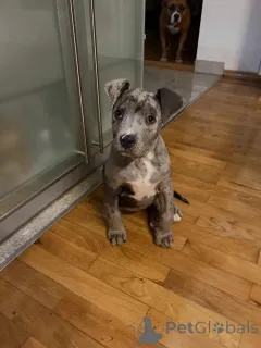 Фото №3. Wunderschöne Pitbull-Welpen suchen einliebevolles neues Zuhause.  Германия