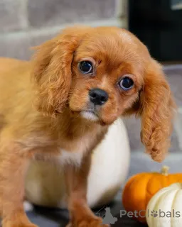 Фото №3. Sweet Daisy это чистая радость в пушистой форме! Игривая, нежная и полная любви,.  Швейцария