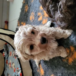 Фото №4. Продажа русскую цветную болонку в Daszewice частное объявление, из питомника - цена договорная