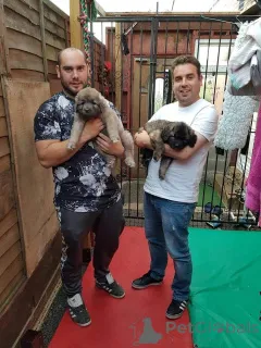 Дополнительные фото: Щенки кавказской овчарки