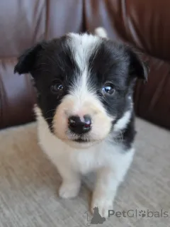 Дополнительные фото: Пограничные щенки колли на продажу