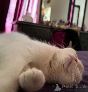 Дополнительные фото: ДЕВОЧКА ИЩЕТ СВОЙ ДОМ