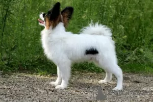 Дополнительные фото: Papillon puppy