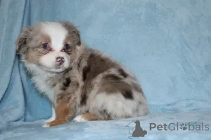 Фото №1. австралийская овчарка - купить в Франкфурт-на-Майне за 83490₽. Объявление №150662